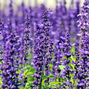 Holistic Living With Rachel Avalon - Top 10 Uses for Lavender